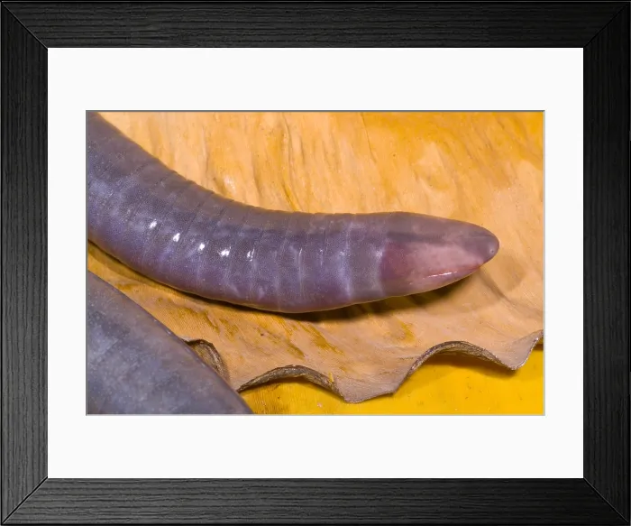 Framed Print : Congo Caecilian Framed Print : Congo Caecilian