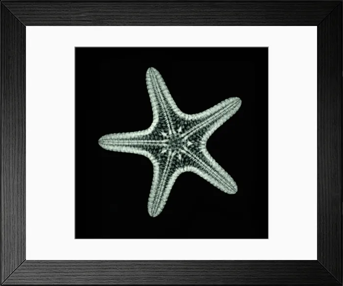 Framed Print : Starfish, X-ray Framed Print : Starfish, X-ray