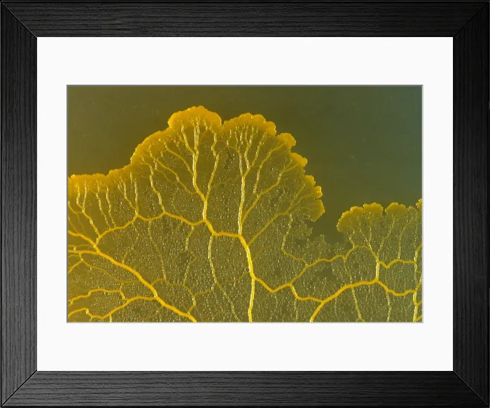 Framed Print : Slime Mold
