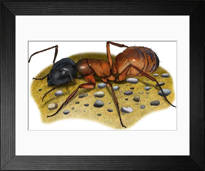Framed Print : Carpenter Ant Framed Print : Carpenter Ant