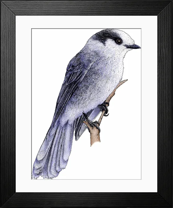 Framed Print : Gray Jay. Gray jay, Perisoreus canadensis, also Grey Jay, Canada Jay or Whiskey Jack Framed Print : Gray Jay. Gray jay, Perisoreus canadensis, also Grey Jay, Canada Jay or Whiskey Jack