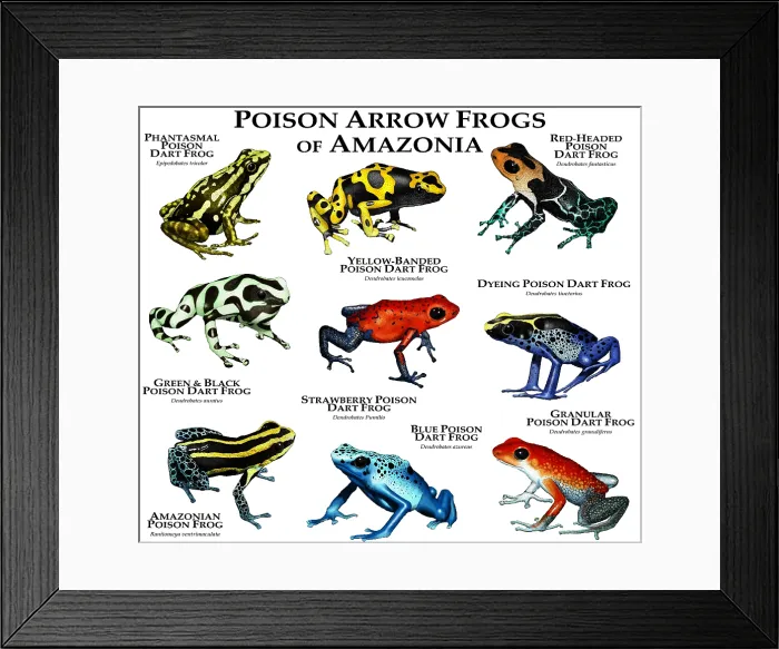 Framed Print : Poison Dart Frogs of Amazonia Framed Print : Poison Dart Frogs of Amazonia