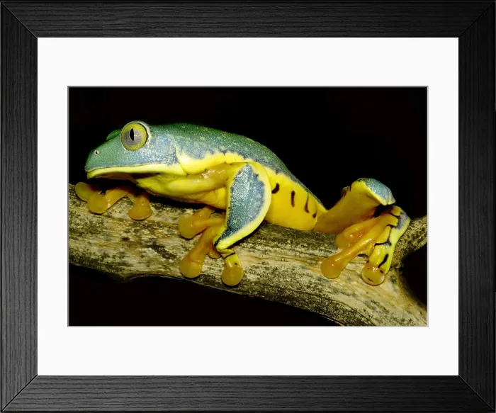 Framed Print : Splendid Leaf Frog Framed Print : Splendid Leaf Frog