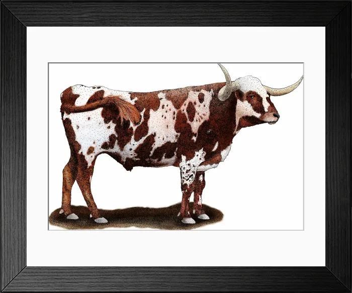 Framed Print : Texas Longhorn Framed Print : Texas Longhorn