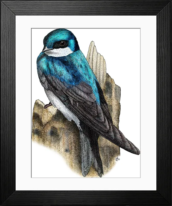 Framed Print : Tree Swallow Framed Print : Tree Swallow