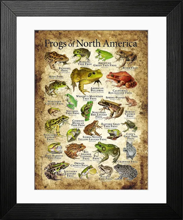 Framed Print : Frogs of North America