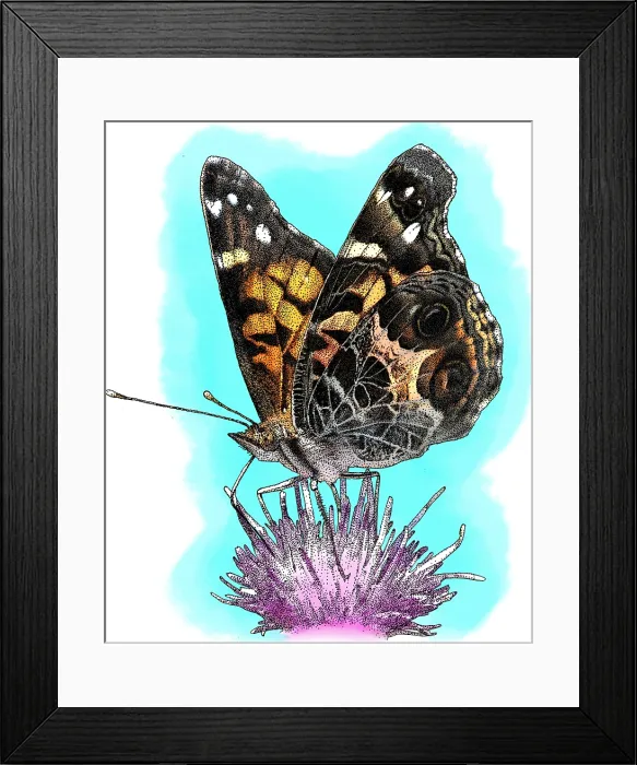 Framed Print : American Painted Lady, Illustration Framed Print : American Painted Lady, Illustration