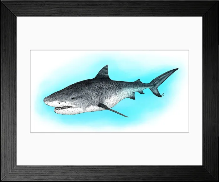 Framed Print : Tiger Shark