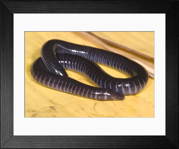 Framed Print : West African Caecilian Framed Print : West African Caecilian