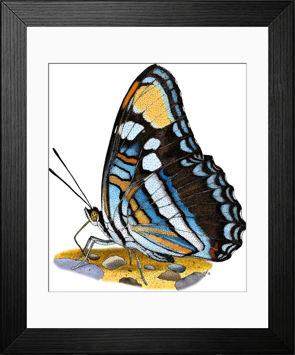 Framed Print : Arizona Sister Butterfly Framed Print : Arizona Sister Butterfly