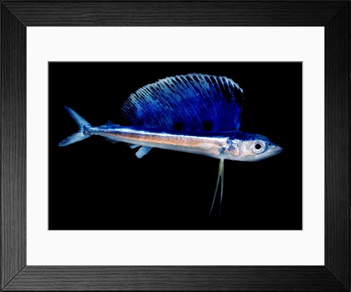 Framed Print : Juvenile Billfish