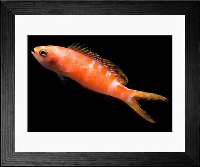 Framed Print : Tiger Queen Anthias