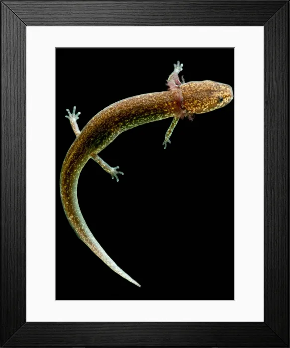 Framed Print : Valdina Farms Salamander Framed Print : Valdina Farms Salamander