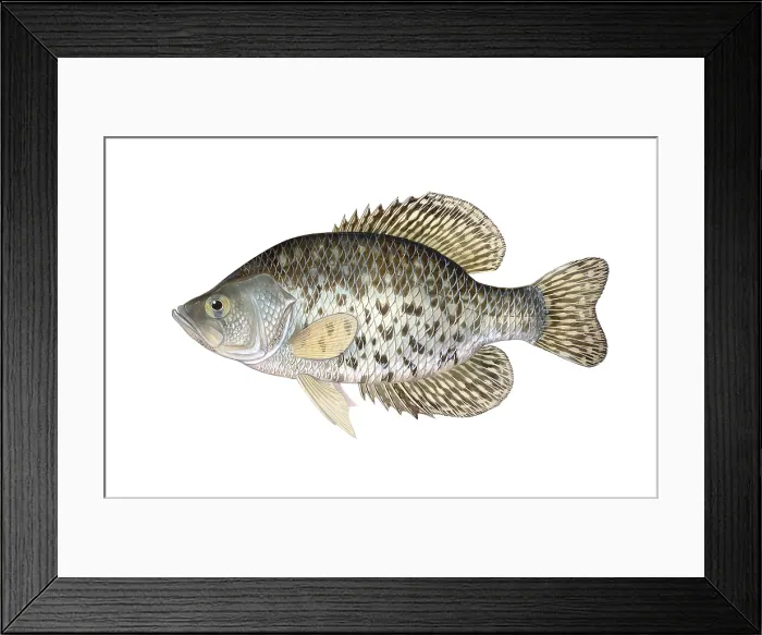 Framed Print : Black Crappie Framed Print : Black Crappie