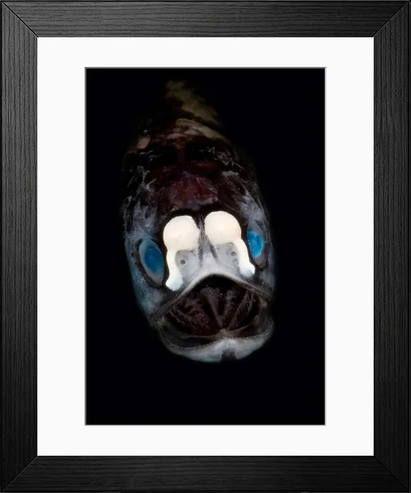 Framed Print : Deep-Sea Lanternfish Framed Print : Deep-Sea Lanternfish