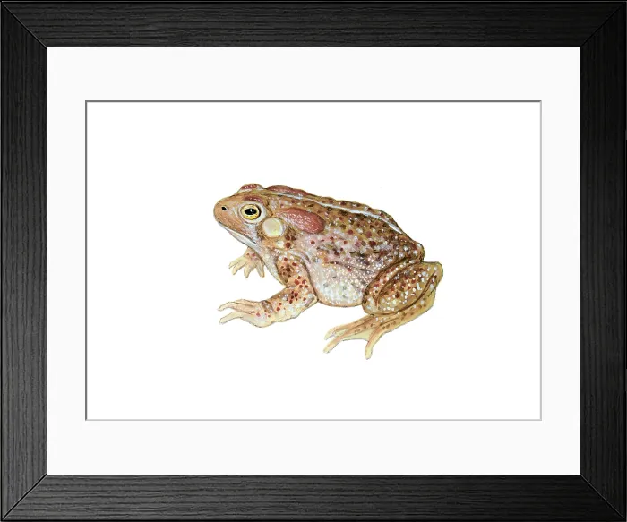 Framed Print : American Toad Framed Print : American Toad