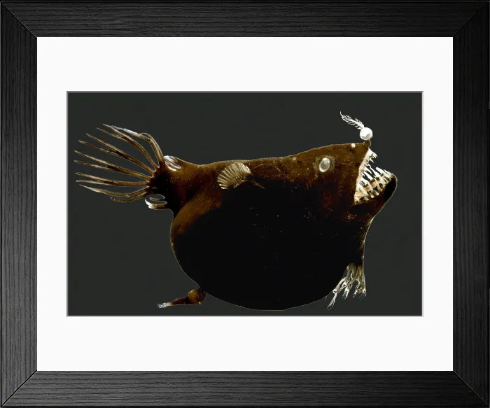 Framed Print : Female anglerfish (Linophryne sp.) with a tiny parasitic male attached Framed Print : Female anglerfish (Linophryne sp.) with a tiny parasitic male attached