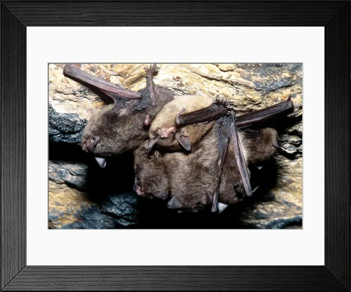 Framed Print : Gray Bats (Myotis grisescens), Bone Cave, Independence County, Arkansas Framed Print : Gray Bats (Myotis grisescens), Bone Cave, Independence County, Arkansas