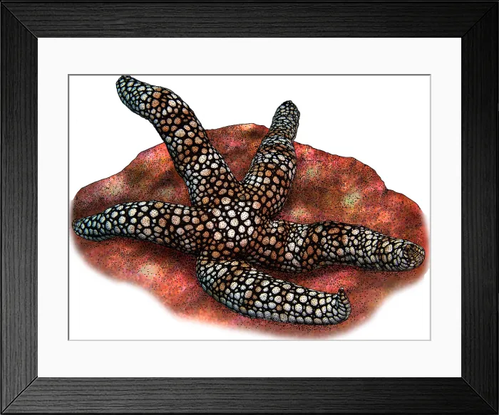 Framed Print : Colemans Nippled Star Framed Print : Colemans Nippled Star