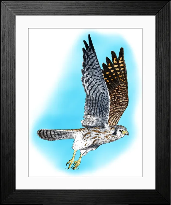 Framed Print : American Kestrel in flight Framed Print : American Kestrel in flight