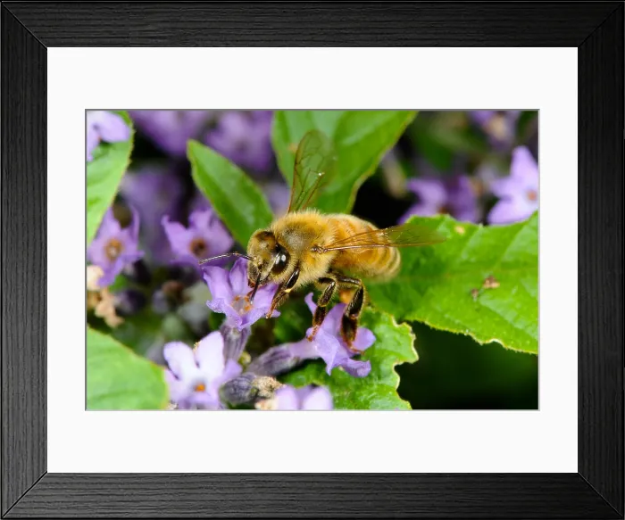 Framed Print : Honeybee. A honeybee (Apis mellifera) pollinating a flower Framed Print : Honeybee. A honeybee (Apis mellifera) pollinating a flower
