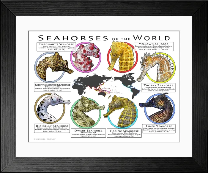 Framed Print : Seahorses of the World Framed Print : Seahorses of the World