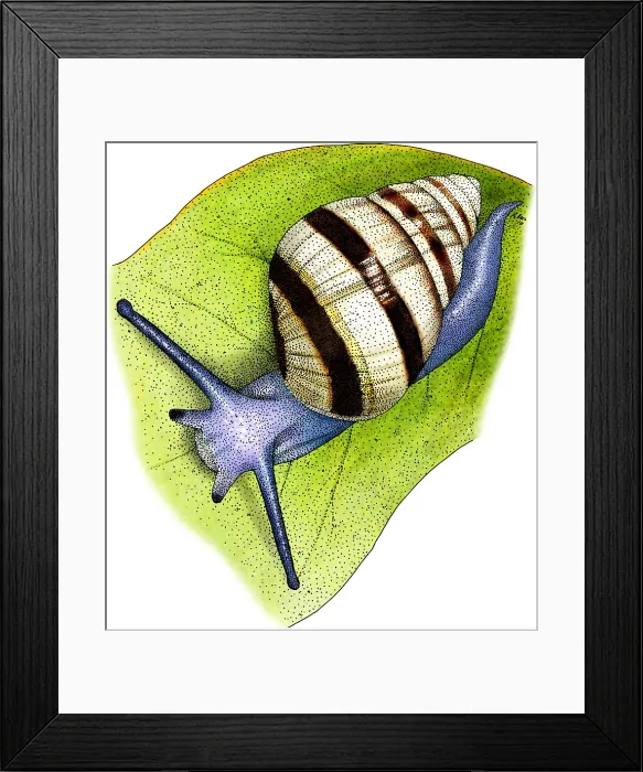 Framed Print : Hawaiian Tree Snail Framed Print : Hawaiian Tree Snail