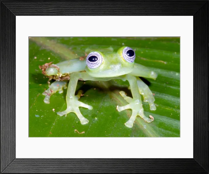 Framed Print : Limon Giant Glass Frog