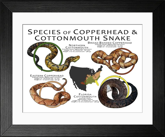 Framed Print : Species of Copperhead & Cottonmouth Framed Print : Species of Copperhead & Cottonmouth