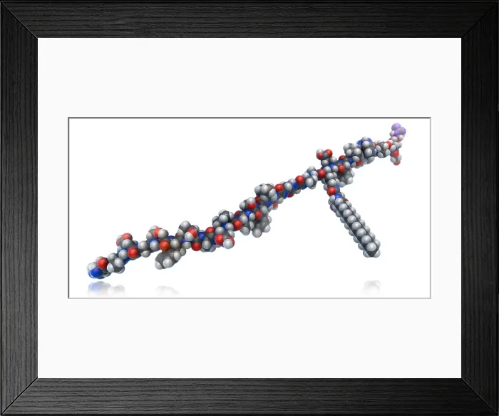 Framed Print : Liraglutide Framed Print : Liraglutide