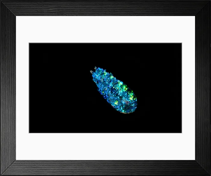 Framed Print : Sea Sapphire, a copepod Framed Print : Sea Sapphire, a copepod