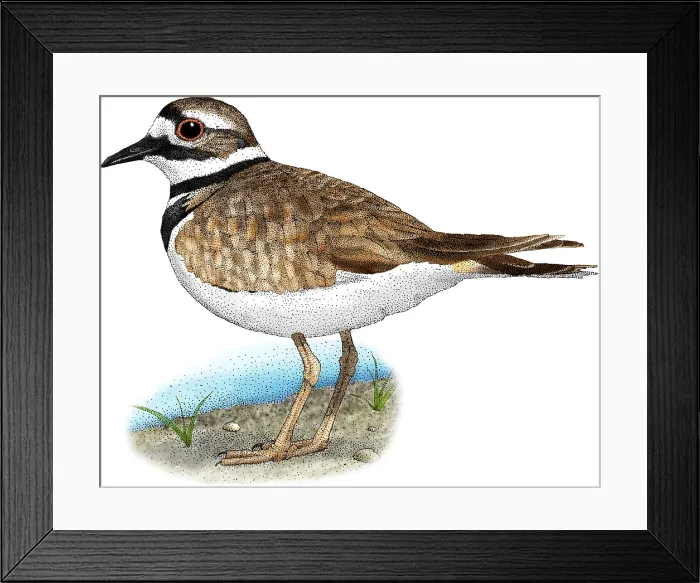 Framed Print : Killdeer. Illustration of a killdeer (Charadrius vociferus) Framed Print : Killdeer. Illustration of a killdeer (Charadrius vociferus)