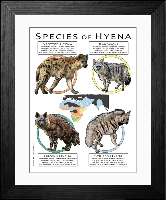 Framed Print : Species of Hyena