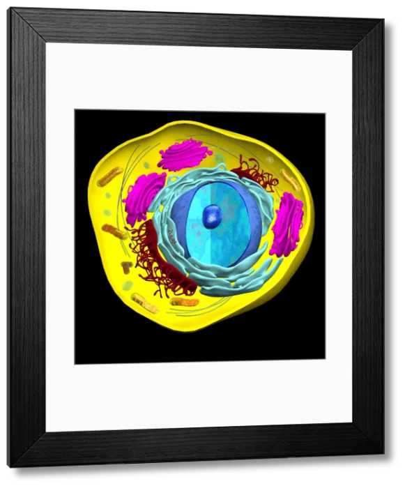 Framed Print : illustration of Eukaryotic Cell Framed Print : illustration of Eukaryotic Cell