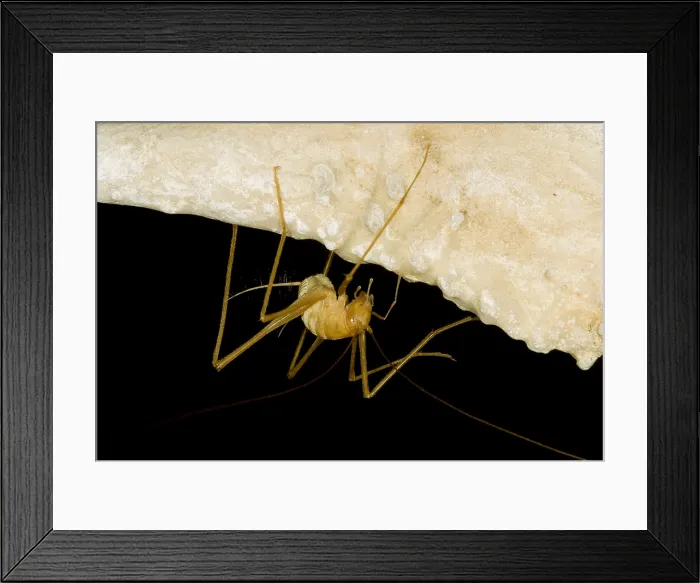 Framed Print : Chinese Cave Cricket Framed Print : Chinese Cave Cricket