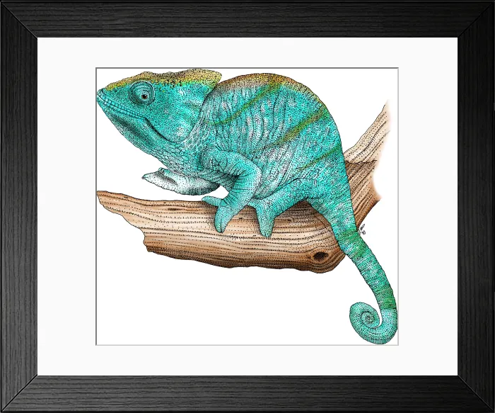 Framed Print : Parson's Chameleon Framed Print : Parson's Chameleon