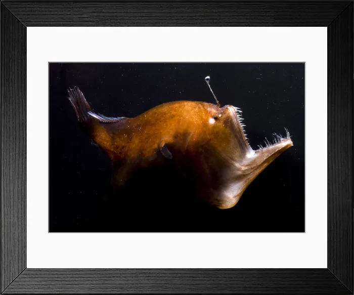 Framed Print : Deep Sea Angler Framed Print : Deep Sea Angler