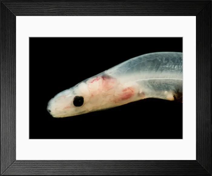 Framed Print : Larval Eel (Acromycter cf perturbator) Framed Print : Larval Eel (Acromycter cf perturbator)