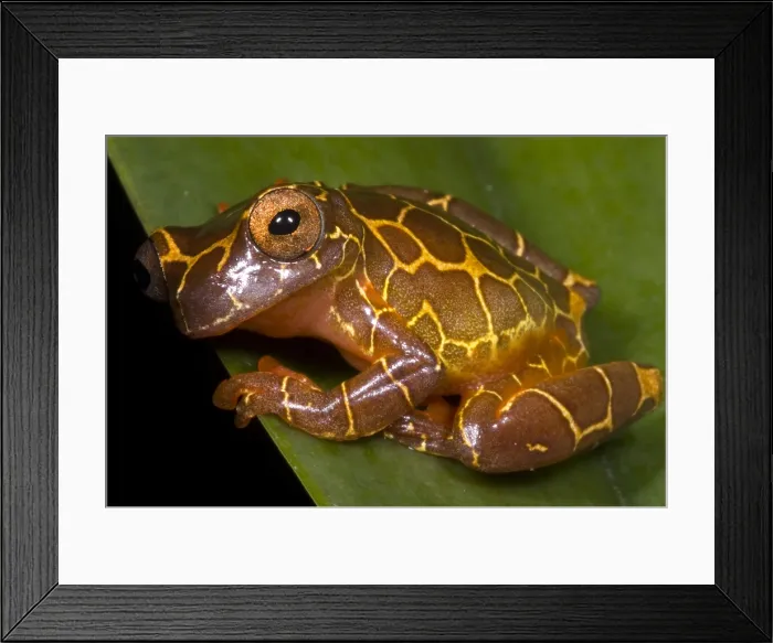 Framed Print : Clown Tree Frog Framed Print : Clown Tree Frog