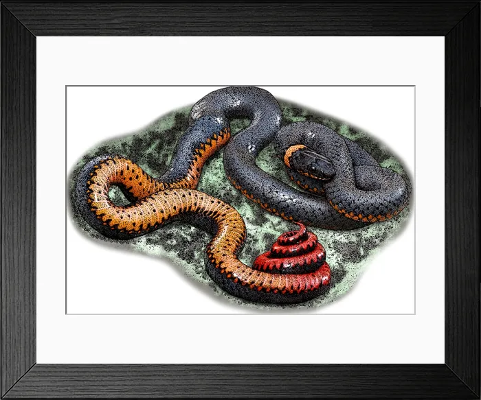 Framed Print : Regal Ringneck Snake, Illustration Framed Print : Regal Ringneck Snake, Illustration