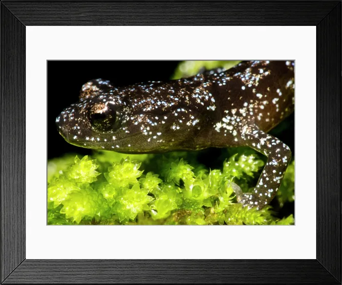 Framed Print : Juvenile Santa Cruz Black Salamander (Aneides niger) Framed Print : Juvenile Santa Cruz Black Salamander (Aneides niger)