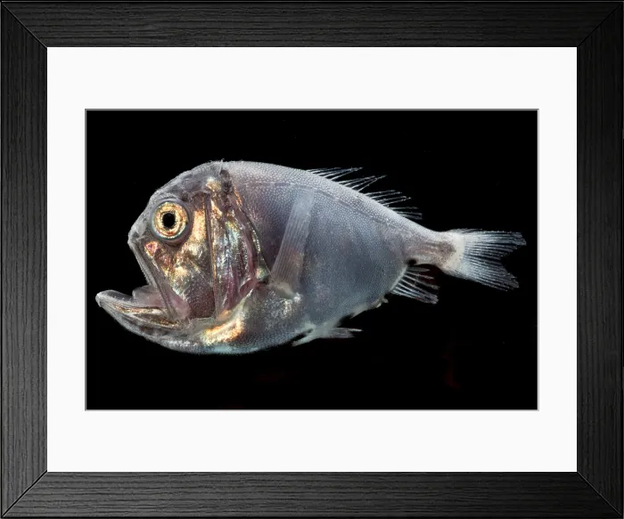 Framed Print : Fangtooth (Anoplogaster cornuta) Framed Print : Fangtooth (Anoplogaster cornuta)