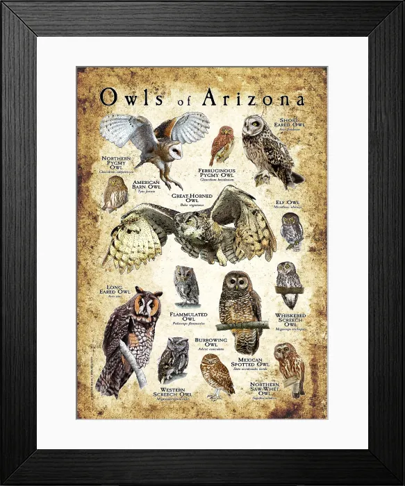 Framed Print : Owls of Arizona