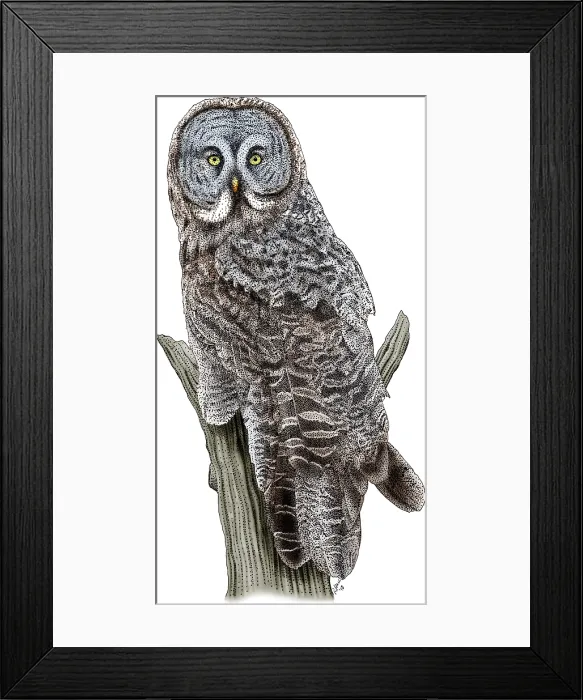 Framed Print : Great Gray Owl Framed Print : Great Gray Owl