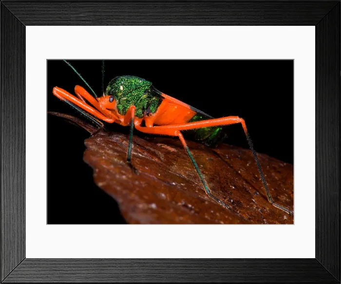 Framed Print : Passion Vine Bug Framed Print : Passion Vine Bug