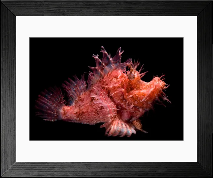 Framed Print : Weedy Scorpionfish Framed Print : Weedy Scorpionfish