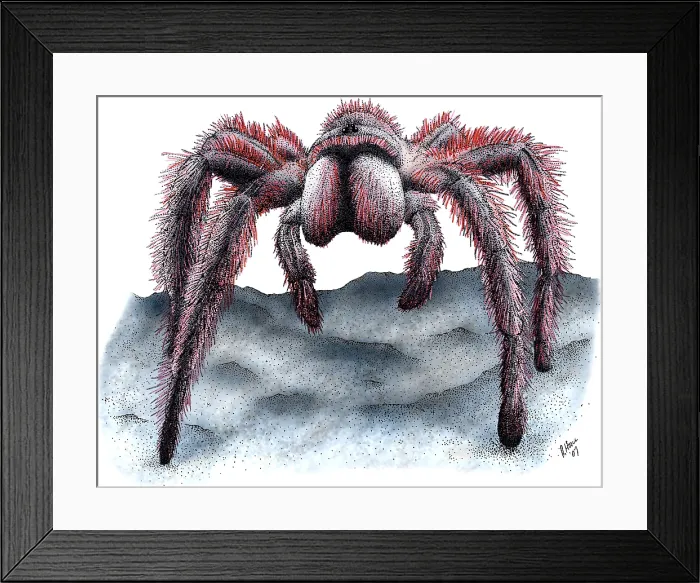 Framed Print : Rose-haired Tarantula Framed Print : Rose-haired Tarantula