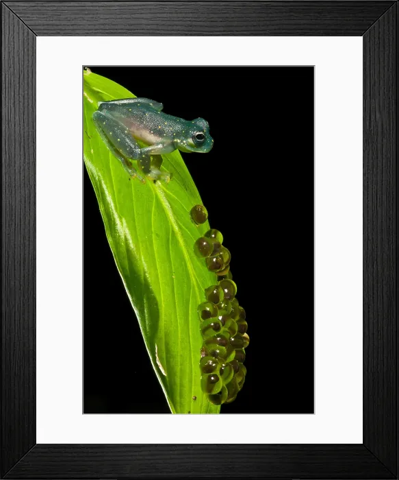Framed Print : Yellow-flecked Glass Frog Guarding Eggs Framed Print : Yellow-flecked Glass Frog Guarding Eggs