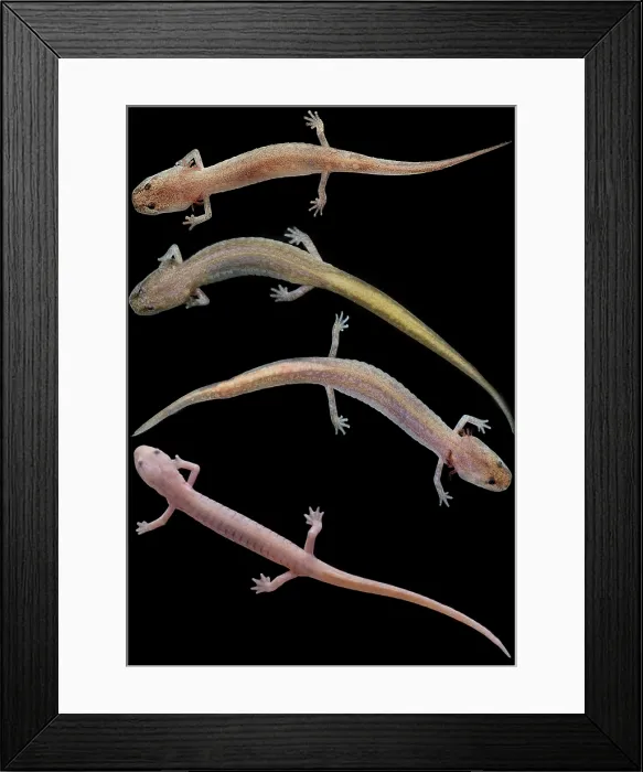 Framed Print : Grotto Salamander, Eurycea spelaea Framed Print : Grotto Salamander, Eurycea spelaea