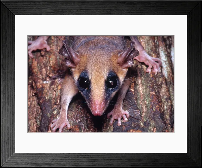 Framed Print : Brazilian Opossum Framed Print : Brazilian Opossum